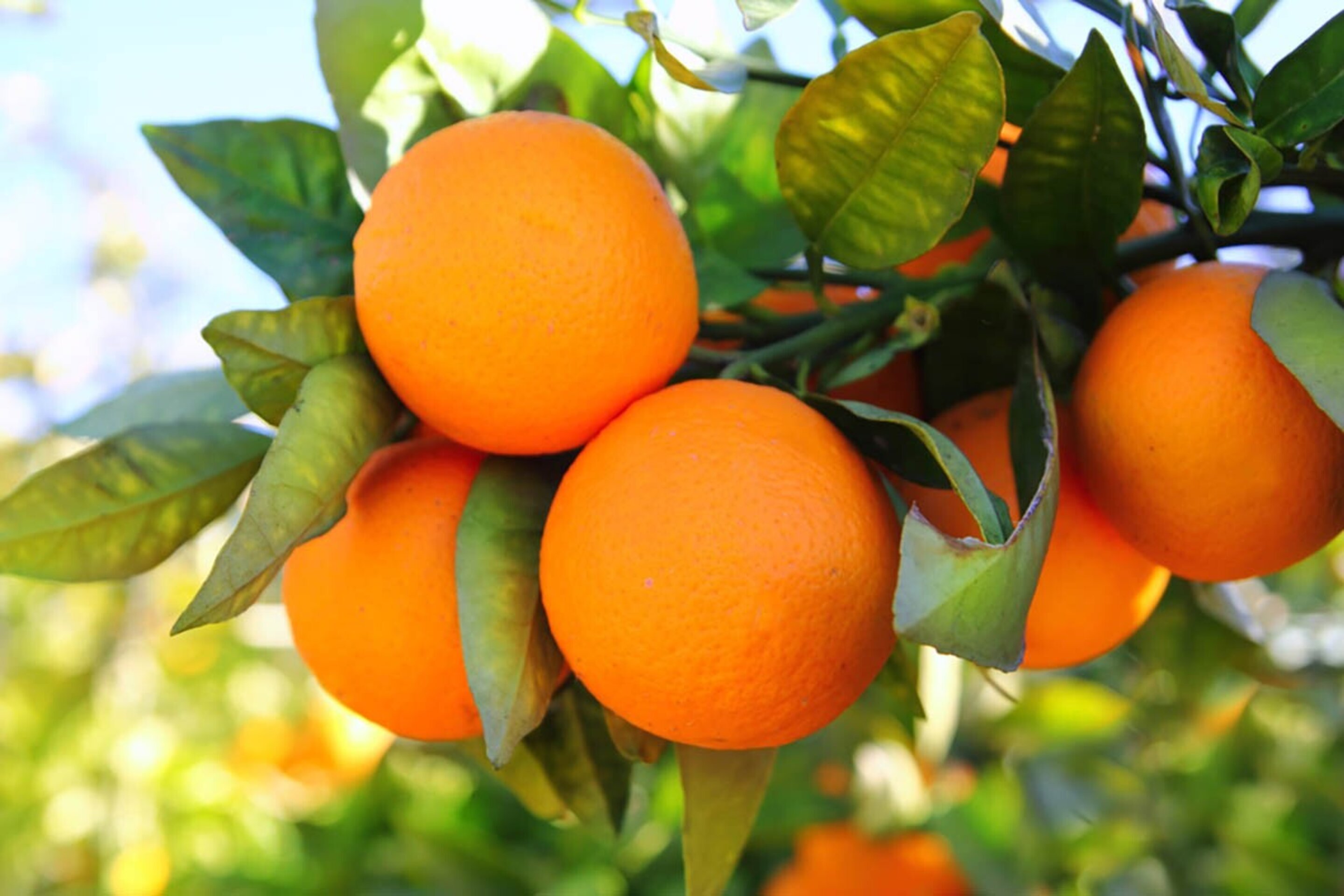 Naranjas de La huerta Valenciana 