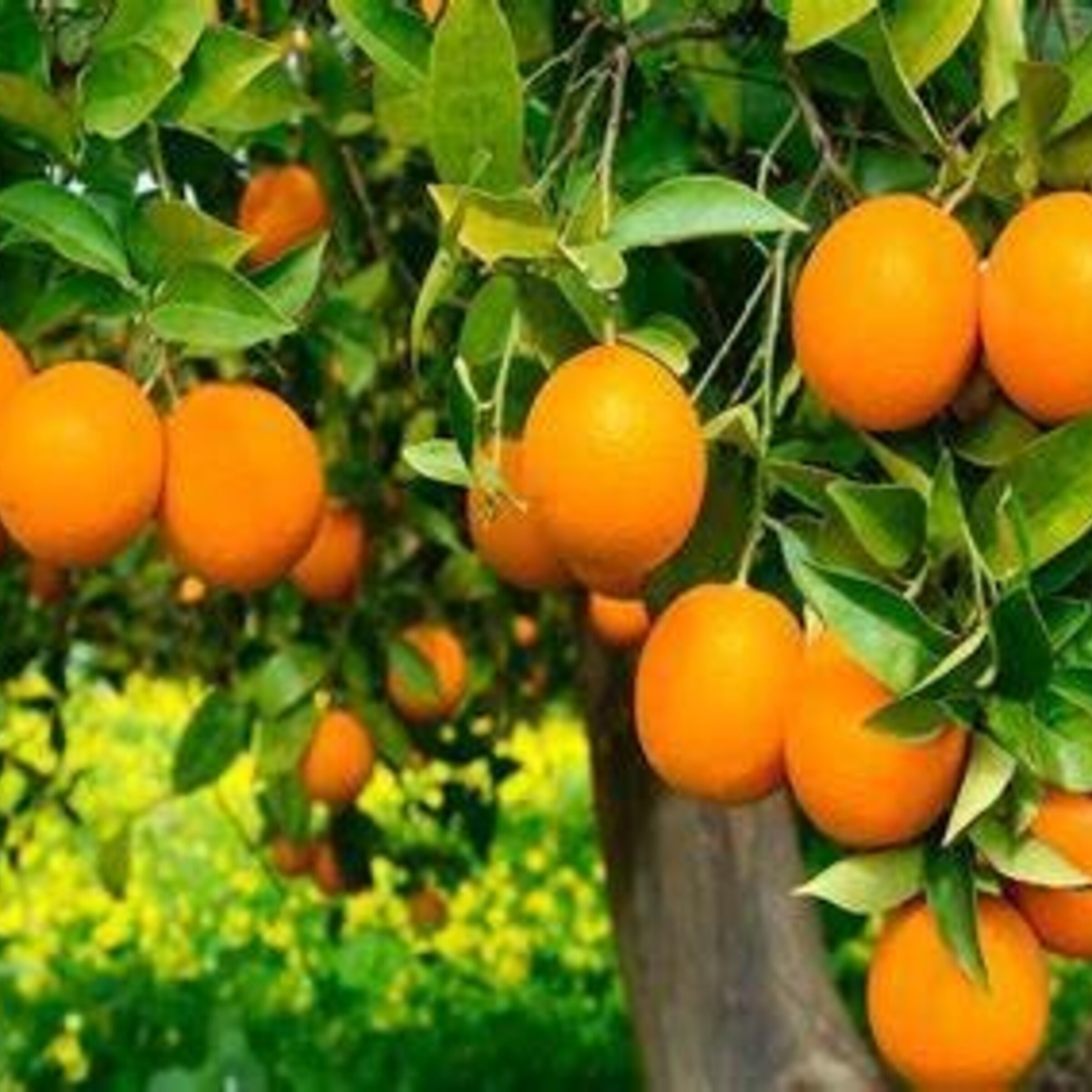 Naranjas