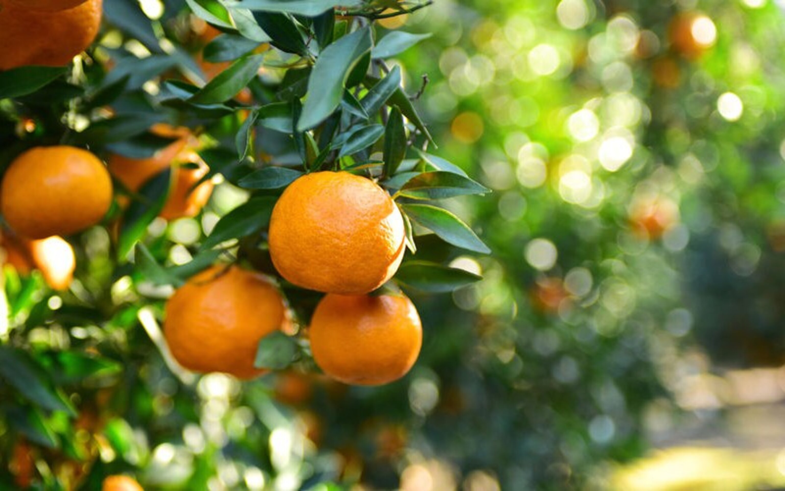 Mandarinas frescas de Valencia (10KG) | Del árbol a tu mesa | Sabor equilibrado, - 3